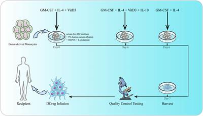 Dendritic cells in liver transplantation immune response
